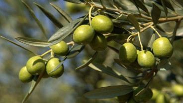 Aceitunas de la variedad arroniz, autóctona de Rioja Alavesa