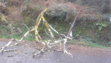 El árbol y el poste de telefonía sobre el suelo en As Somozas