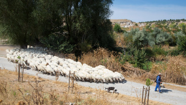 Pastor con rebaño de ovejas y perro pastor en Castilla y León, España