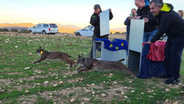 Momento de la suelta de la pareja de linces adultos en Lorca