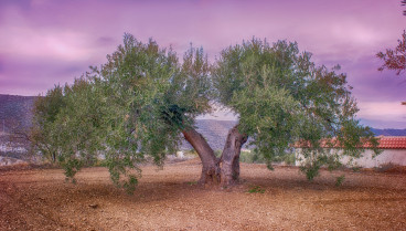 Este árbol milenario, junto con su emblemática rama, ha sido reconocido a lo largo de la historia como símbolo de paz, sabiduría y armonía