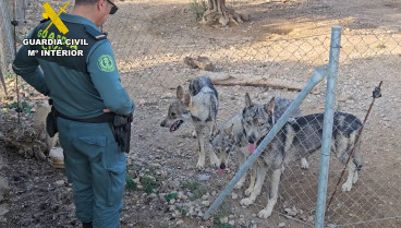 Un agente de la Guardia Civil contempla a los lobos en el cercado de una casa en Lorca