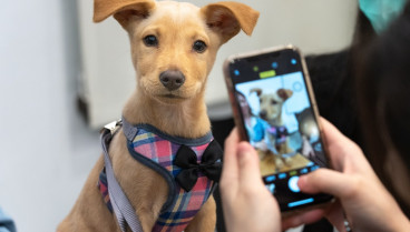 Perros que curan: el poder terapéutico de nuestros mejores amigos