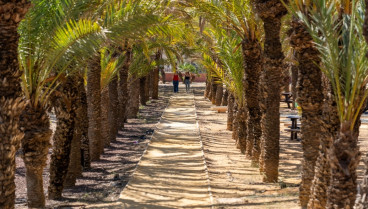 Palmeral Cabo de Palos