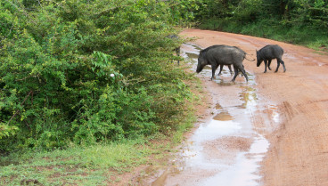 Jabalíes en un camino