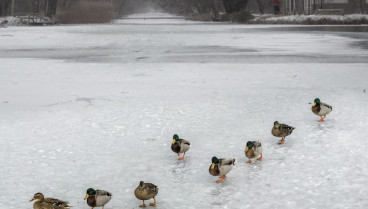 Patos en el hielo