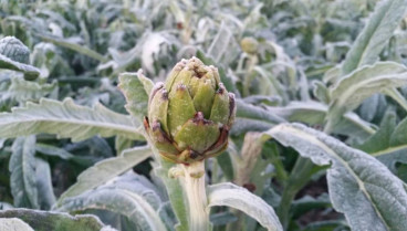 Alcachofa con restos de escarcha tras una helada