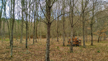 Bosque de frondosas