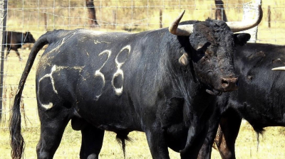 Novillo de Raso de Portillo para Zaragoza