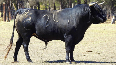 Novillo de Raso de Portillo para Zaragoza