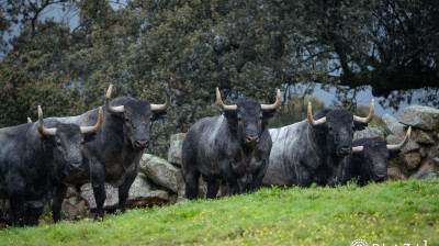 Toros de Adolfo Martín para Las Ventas