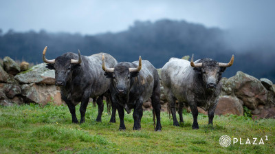 Toros de Adolfo Martín para Las Ventas