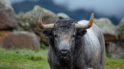 Toros de Adolfo Martín para Las Ventas