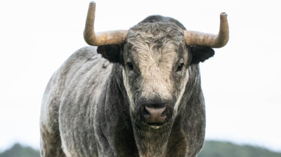 Los toros de La Quinta para Castellón