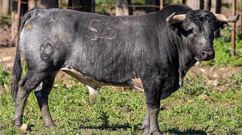 Toro de Ana Romero para Alalpardo