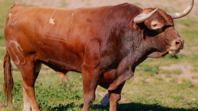 Toro de Las Monjas para Estremera