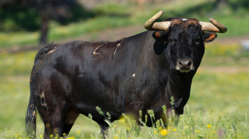 Toro de Martín Lorca para Algete