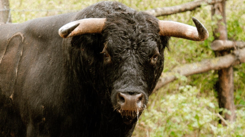 Toro de Núñez del Cuvillo para Valladolid