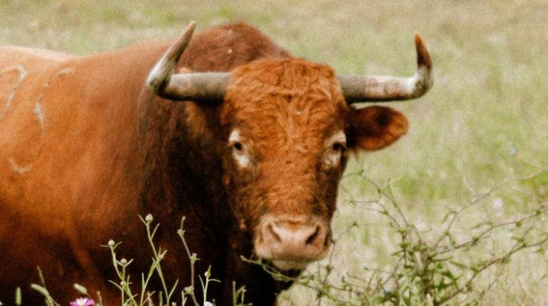 Toro de Núñez del Cuvillo para Valladolid