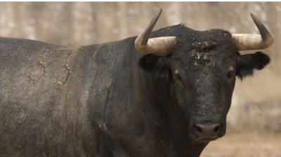Los toros de Victorino Martín para Alicante