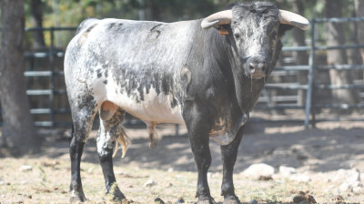 Novillo de Flor de Jara