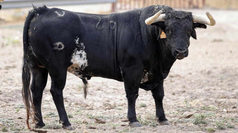 Toro de Cebada Gago para Illescas