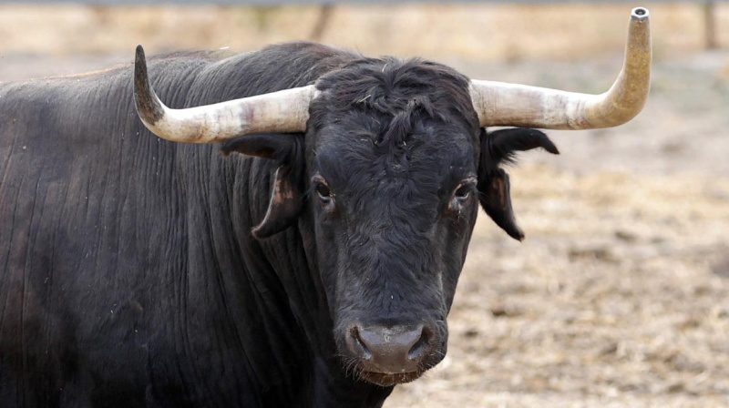 Toro de Cebada Gago para Illescas