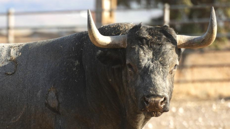 Toro de Victorino Martín para Albacete