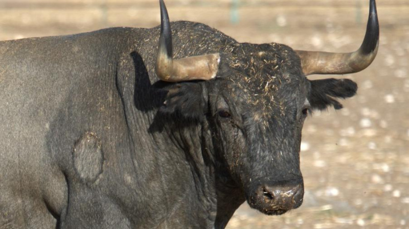 Toro de Victorino Martín para Albacete