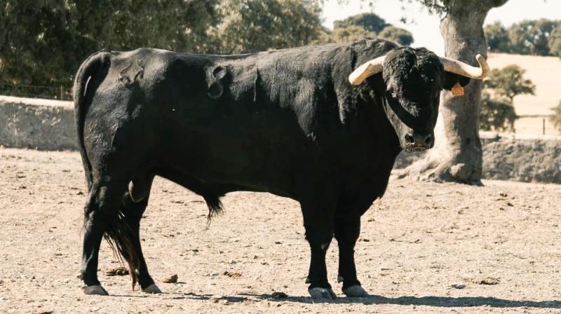 Los toros para la reaparición por un día de César Jiménez en Arenas de San Pedro