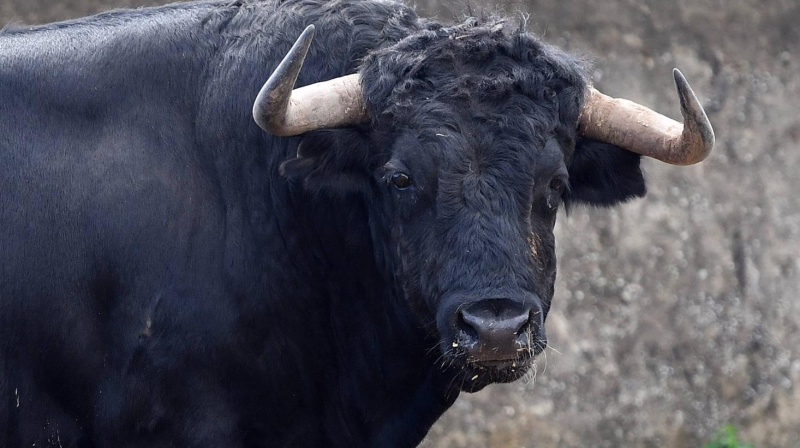 Toro de Cuadri para Villaseca