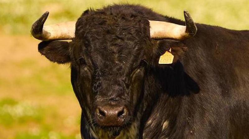 Novillo de Osborne para Lucena