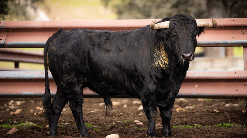 Los toros de Garcigrande para Arles