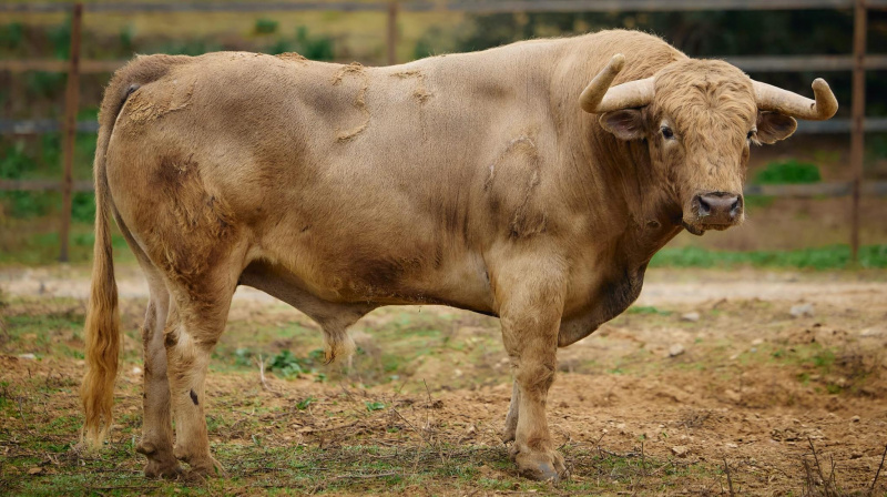 Toros de Torrealta para Arles