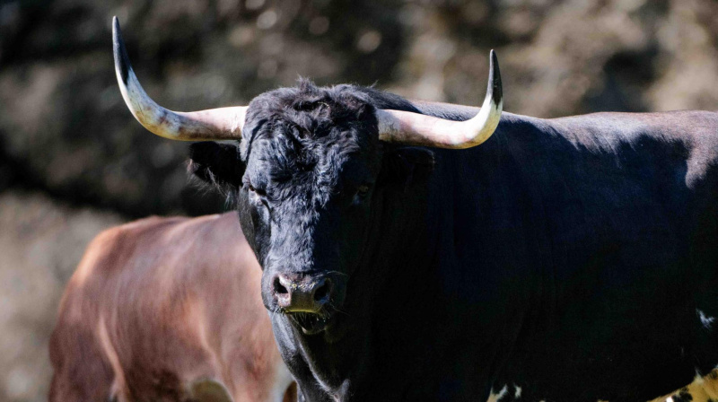 Los toros de Dolores Aguirre para Las Ventas