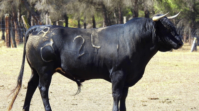 Novillo de Raso de Portillo para Zaragoza