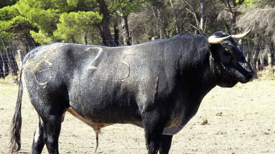 Novillo de Raso de Portillo para Zaragoza