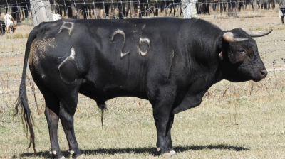 Novillo de Raso de Portillo para Zaragoza