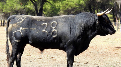 Novillo de Raso de Portillo para Zaragoza