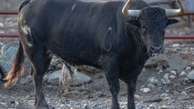 Toro de El Torero para Jaen