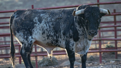 Toro de El Torero para Jaen