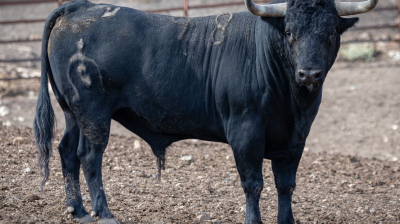 Toro de Fuente Ymbro para Jaen