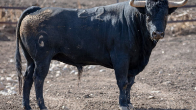 Toro de Fuente Ymbro para Jaen