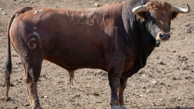 Toro de Fuente Ymbro para Jaen