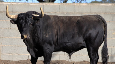 Toro de El Pilar para Zaragoza