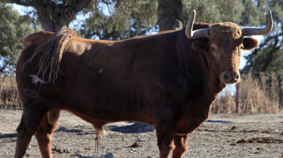 Toro de El Pilar para Zaragoza