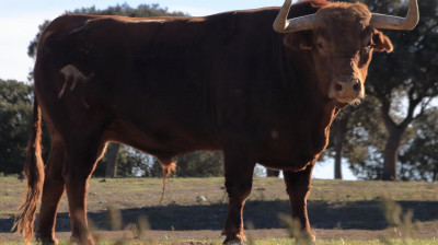 Toro de El Pilar para Zaragoza