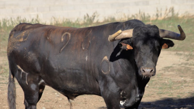 Toro de El Pilar para Zaragoza