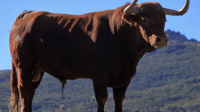 Toro de El Pilar para Zaragoza