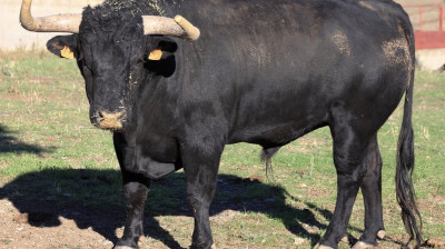 Toro de El Pilar para Zaragoza